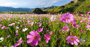 We've tried to include as many as we could, so excuse any omissions. Flowers Of South Africa Flower Species