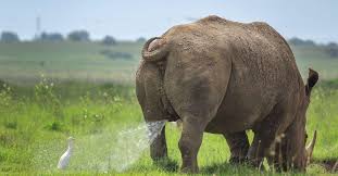 You must have seen how clumsy sometimes animals be. 20 Finalists For The 2019 Comedy Wildlife Photography Awards