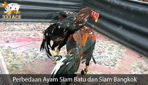 Perbedaan Ayam Siam Batu Dan Siam Bangkok Bangkok Jenis Ayam