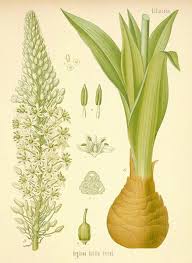 Image result for Equilabium gracile