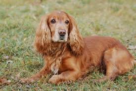 Image result for anglický kokršpaněl