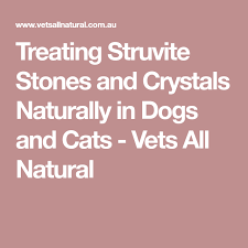 Treating Struvite Stones And Crystals Naturally In Dogs And Cats Vets All Natural Cat Vet Essential Oils Dogs Crystal Dog
