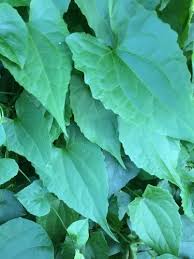 Image result for Mikania