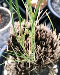 Image result for Coleochloa