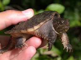 Species Profile Common Snapping Turtle Chelydra Serpentina