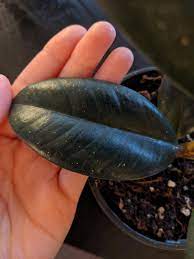 Many plants naturally secrete water from their pores. Rubber Tree Has Little White Dots In Her Leaves Plantclinic