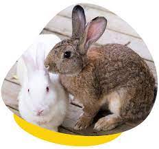 Bonding Bunnies How To Introduce Two Rabbits Together