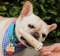 Keep Calm And Summer On How To Keep Your Dog Cool Comfortable And Safe This Summer