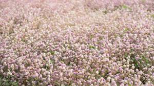 We did not find results for: Beautiful Pink Flower Field Autumn Tree Photography Background Blooming Romantic Pink Flowers Trees Field Dreamlike Aesthetic Art Wedding Festival Party Lovers Background Stock Photo Picture And Royalty Free Image Image 138090835
