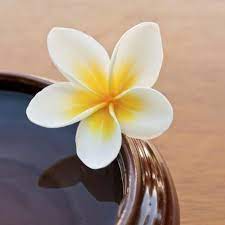 The Meaning Of The Frangipani Flower Frangipani Plumeria Plumeria Flowers