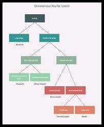 Dichotomous key worksheet with answers dichotomous key worksheets answers. What Is A Dichotomous Key Step By Step Guide With Editable Templates