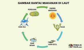Gambar Rantai Makanan Di Sawah Kebun Hutan Sungai Laut Dan Manusia Penulis Cilik Rantai Makanan Gambar Makanan