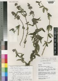 Image result for Lippia abyssinica