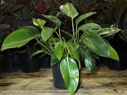 Elephant Ear Philodendron Plants Philodendron Air Purifying Plants