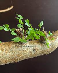 Image result for Cyphostemma saxicola