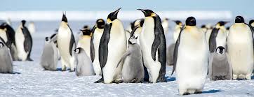 This month you are studying penguins and other polar animals! Dynasties Emperor Of All Penguins Oupblog