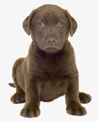 Chocolate lab puppies for sale. Three Cute Puppy Black Lab Black Labrador Puppy Three Hd Png Download Transparent Png Image Pngitem