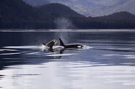 We did not find results for: Orque Ou Epaulard Orcinus Orca Tous Les Animaux