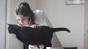 Vomiting in cats is not a normal behavior. What To Do If Your Cat Vomits Frequently