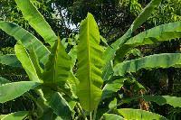 Maybe you would like to learn more about one of these? Winterize Banana Trees Lovetoknow