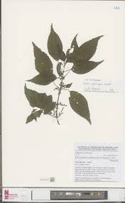 Image result for Elatostema paivaeanum