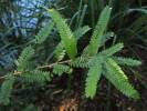 Image result for Phyllanthus manicaensis