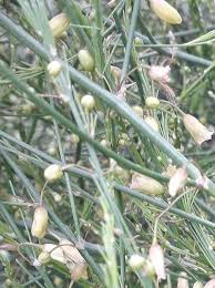 Image result for Asparagus officinalis