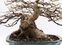 Image result for Grewia microcarpa