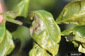 They started curling around four days ago or so. Lime Tree Leaf Curl What Causes Curling Leaves On Lime Trees Lime Tree Lemon Plant Fruit Tree Garden
