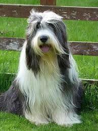 Talraz Bearded Collies