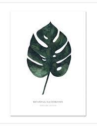 Mostera friedrichstalii swiss cheese lịve vine plạnt for in/outdoor plạnting. Kunstdruck Monstera Deliciosa Lokaldesign