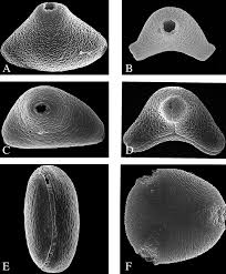 Image result for Haplocoelum inoploeum