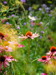 Image result for Echinacea purpurea `Magnus`