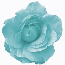 Light blue flowers transparent background. Blue Rose Vintage Flower Backgrounds Transparent Flowers Blue Rose