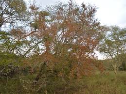 Image result for Spirostachys