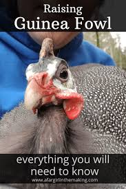 Go to guineafowlbirds.com for more guinea fowl information including photos, diet, feeds, illnesses, health, care, training and. Raising Guinea Fowl What You Need To Know A Farm Girl In The Making