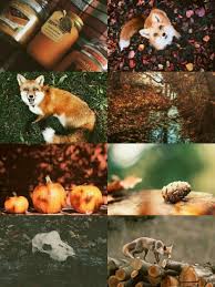 Red Fox Aesthetic Red Fox Aesthetic Collage Fox