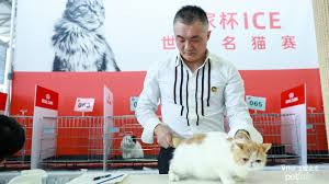 Find the best cat food, cat towers, litter boxes, insurace and more. Ice Cat Show Pet Fair Asia