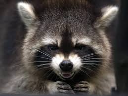 racoon