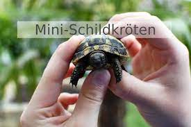 Schildkröten in not sind durch verschiedene situationen bedroht: Minischildkroten Kleine Landschildkroten Landschildkroeten De