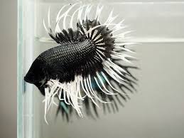 Siamese fighting fish, was not what the people of siam originally had in mind when they started collecting bettas prior to the 1800s. A Lil Bit Of Everything And Some Betta Betta Fish Betta Fish Types