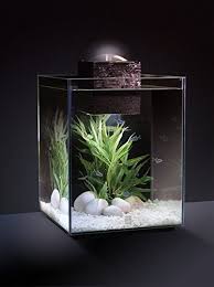 Amazon Com Fluval Chi Ii Aquarium Set 5 Gallon Pet Supplies Betta Fish Tank Fish Tank Fish Tank Terrarium