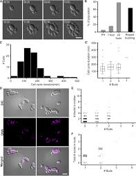 Match the term to the description a. Unconventional Cell Division Cycles From Marine Derived Yeasts Sciencedirect