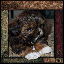 Shih tzu breeders in washington google map. Tuscany S Tiny Shih Tzu Wa Imperial And Teacup Puppy Breeder Home Facebook