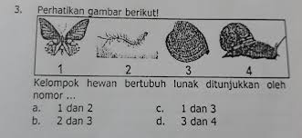 Ya, ini adalah #bekicot atau #siput darat yang berasal dari afrika timur dan kemudian menyebar ke. Contoh Hewan Bertubuh Lunak Aneka Macam Contoh