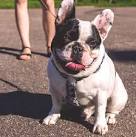 Fawn Pied - BlueHaven French Bulldogs