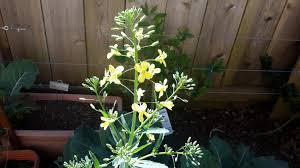 Brussels sprouts are small leafy green buds that look like miniature cabbages. Guess The Flower Under The Solano Sun Anr Blogs