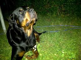 Rotweiler Zeus
