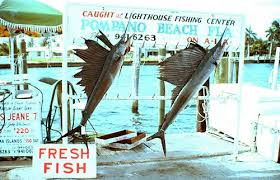 Image result for sailfish