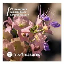 Image result for Karomia speciosa